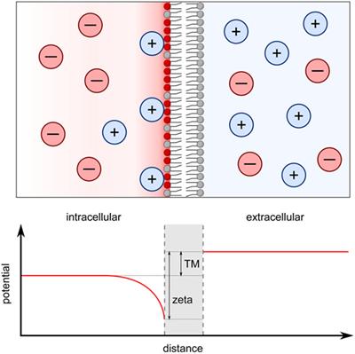 Introducing Membrane Charge and Membrane Potential to T Cell Signaling